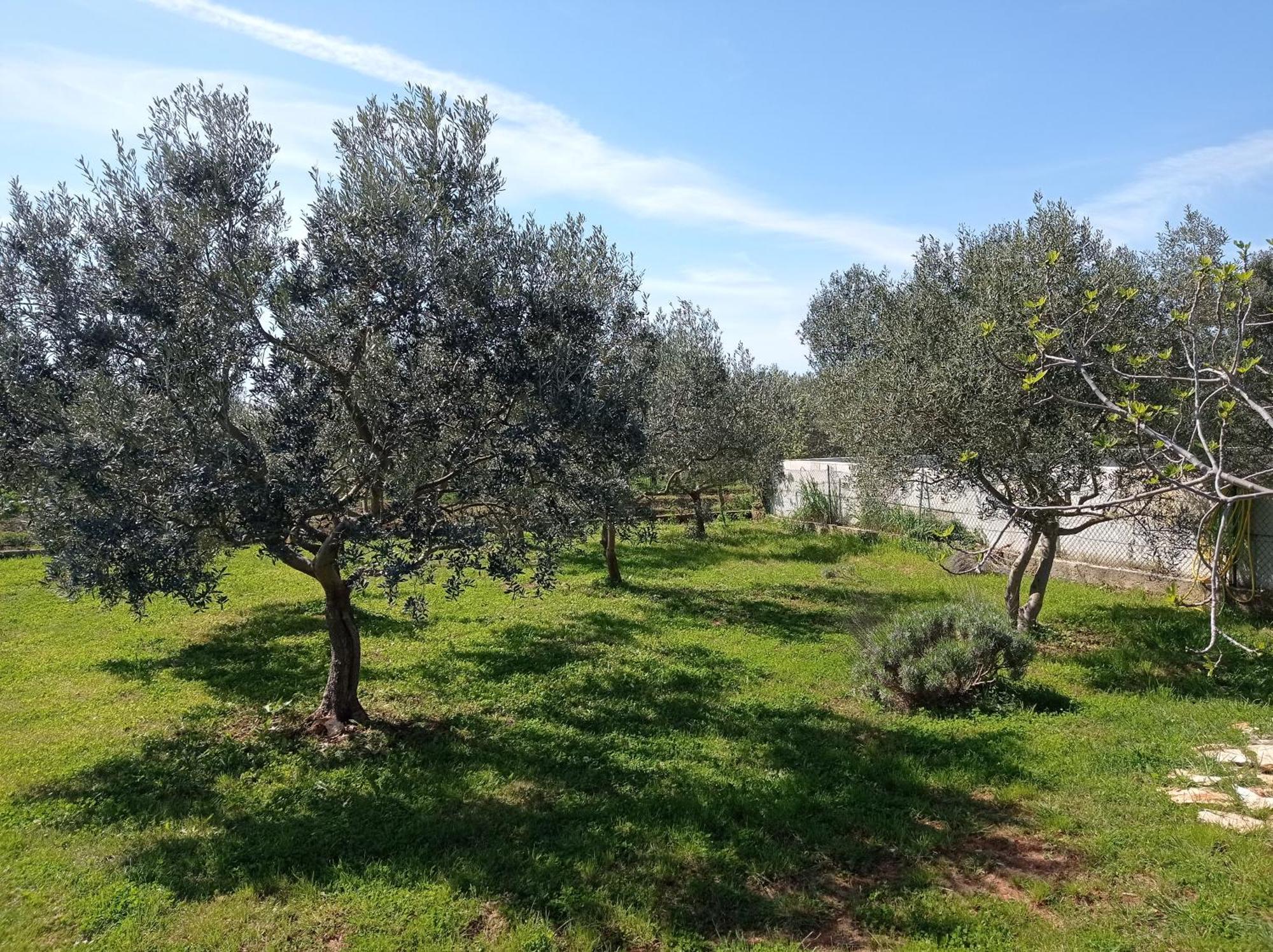 Nature Home Eco-Friendly Pet-Friendly Fažana Εξωτερικό φωτογραφία